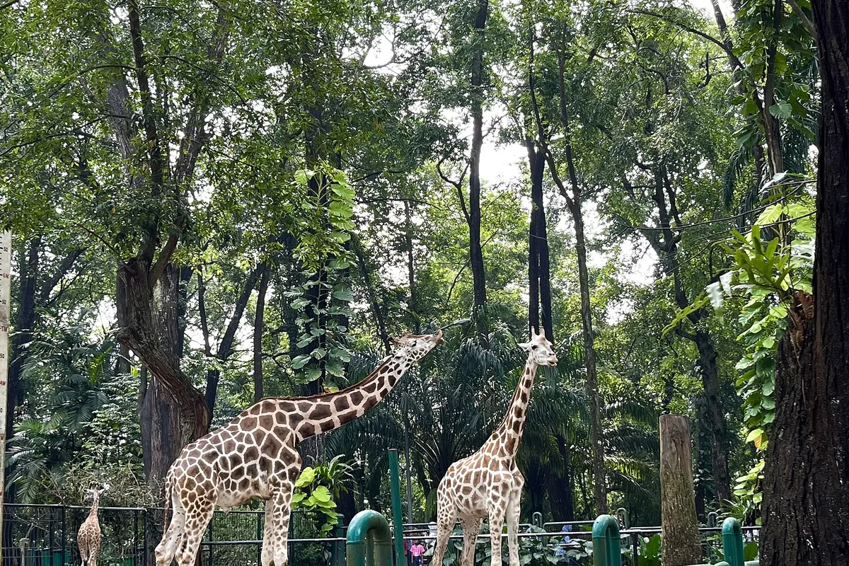 Pemandangan Kebun Binatang Ragunan